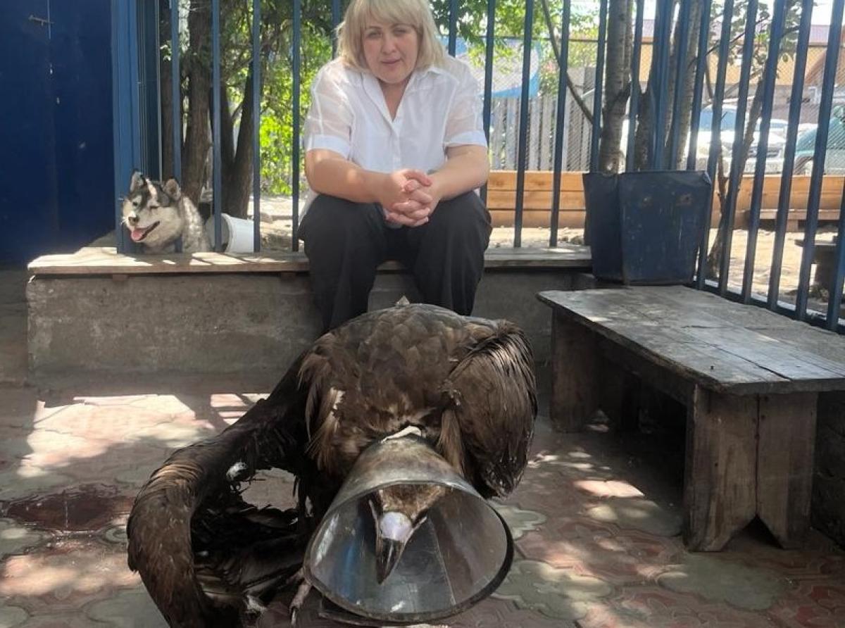 Animal rights activists saved a black vulture from lead poisoning in Kyzyl